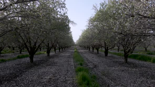 Aerial View of the Almond Blossoms Trees