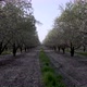 Aerial View of the Almond Blossoms Trees - VideoHive Item for Sale