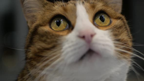 Curious Calico Cat Looking Up In Front Of Camera. - close up shot