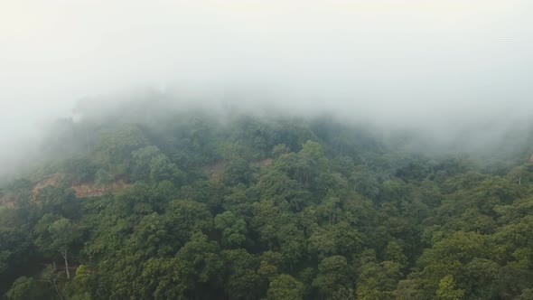 Rainforest in Cloud BaliIndonesia