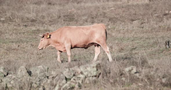 Alentejana Cow Strolling Around The Old Cattle Farm With Stone Walls In Alentejo, Portugal