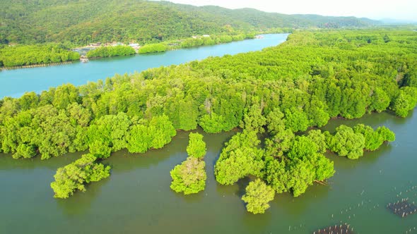 An island-shaped mangrove forest in the middle of a river mouth near the sea.