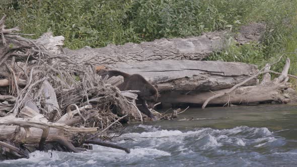 Grizzly Bear Hunting for Salmon from Driftwood