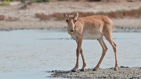 Wild Saiga Antelope or Saiga Tatarica Drinks in Steppe