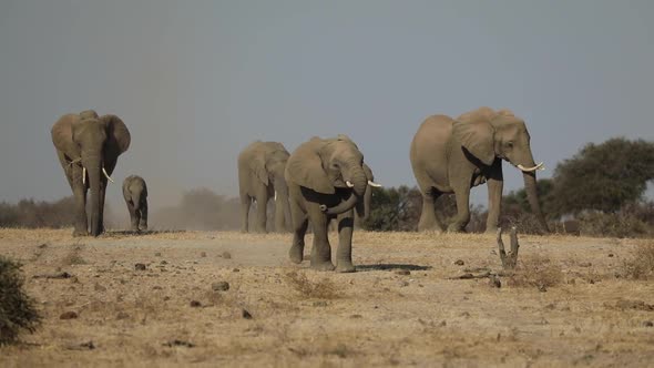 Amazing slow motion of an African elephant herd walking over the dry plains in Mashatu Botswana.