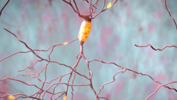 The human brain Neuron Neurons in action. electrical impulses