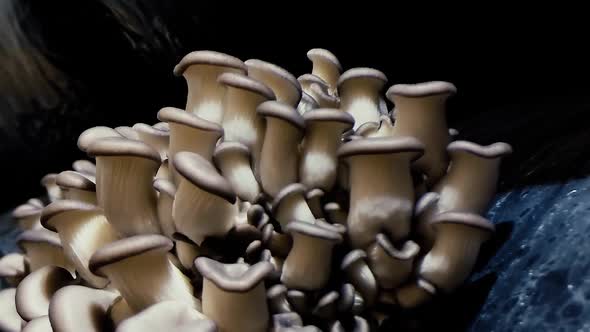 Oyster mushrooms time lapse. Healthly food. Edible mushrooms background.