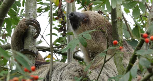 Two Toed Sloth, choloepus didactylus, Adult Hanging from Branch, Moving, Real Time 4K