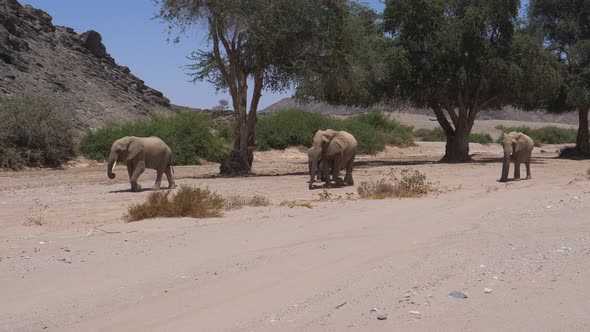 Herd of Elephants walking around 