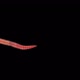 Earthworm Creep Footage With Alpha Channel - VideoHive Item for Sale