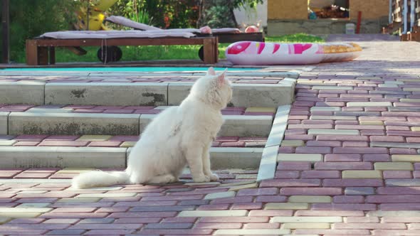 a White Cat Walks By the Pool