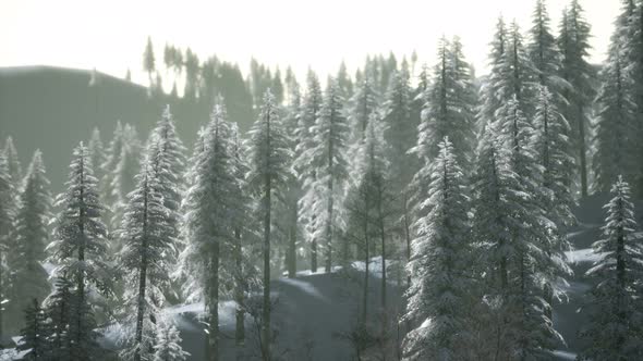 Aerial View of Forest During Cold Winter Morning