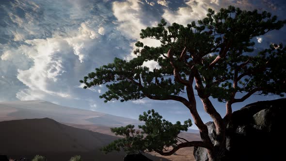 Pine Tree Desert