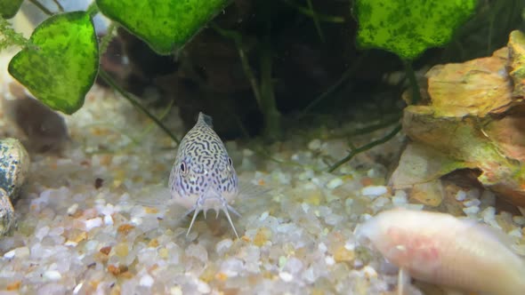 Three Stripe Cory Catfish and Albino Corydoras sit on the aquarium gravels