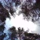 Pine Trees Blowing in the Wind With Blue Sky Background, Bottom View - VideoHive Item for Sale