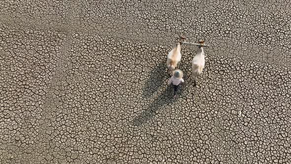 Aerial view of a farmer in a dry field with cattle, Bangladesh.