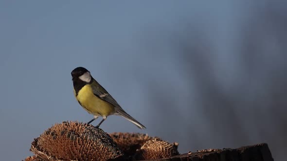 Yellowblack Bird Grabs a Seed and Flies Away
