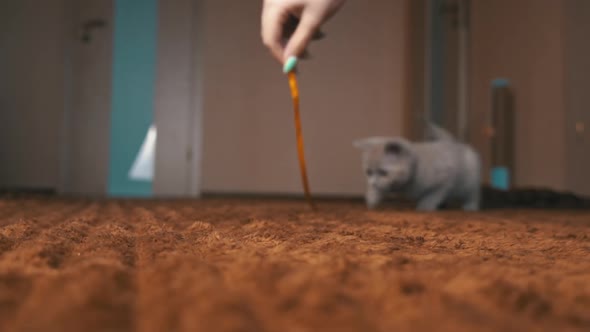 Scottish Gray Fluffy Cute Kitten Runs After the Ribbon to the Camera in Slow Mo