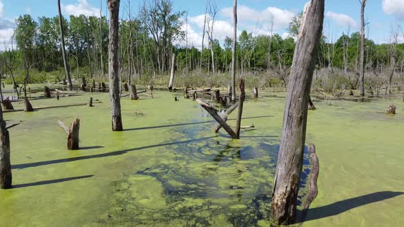 Aerial Up Close Going Through Swampy Region