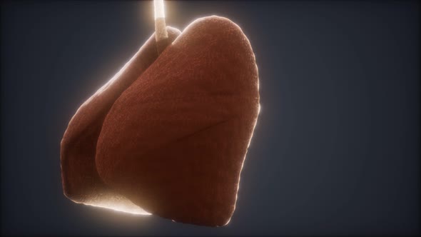 Loop 3d Rendered Medically Accurate Animation of the Human Lung