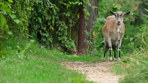 Goat eating grass on a field at village countryside. Funny white goat on chain grazing on a pasture