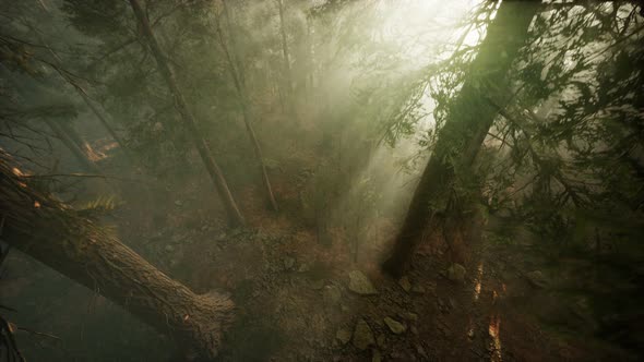 Drone Breaking Through the Fog To Show Redwood and Pine Tree