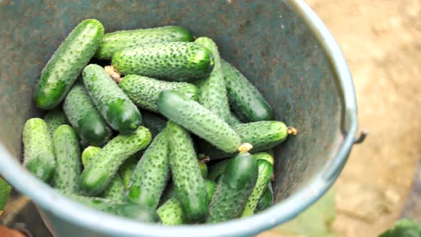 Bucket with Freshly Harvested Cucumbers