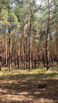 Vertical Video of a Forest with Tall Pines