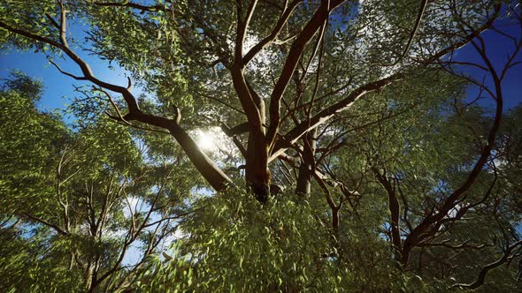 Eucaliptus in Australia Red Center