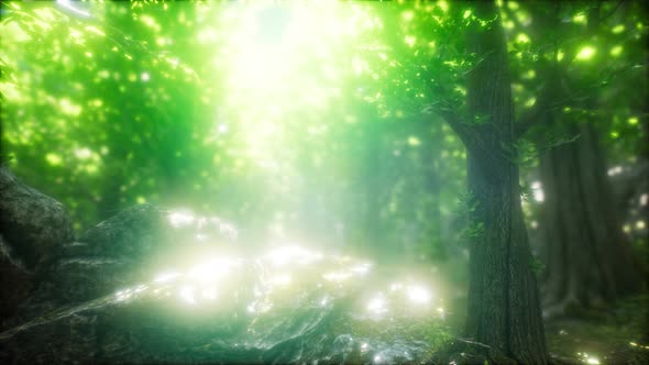 Sunbeams Shining Through Natural Forest of Beech Trees