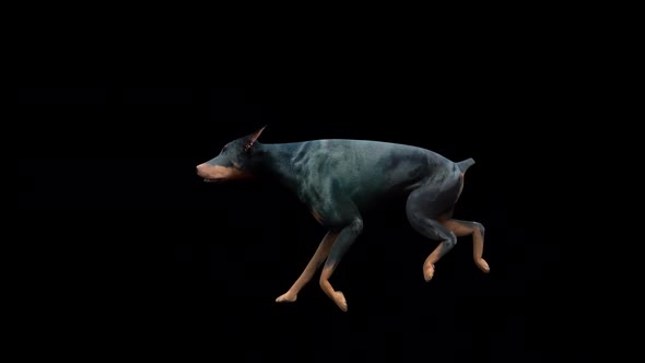Doberman Run alt