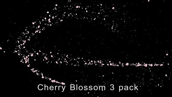 Cherry Blossom 3 Pack