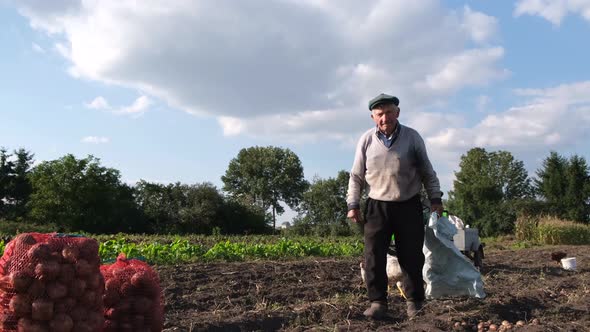 An Old Farmer Gathers Potatoes in a Field