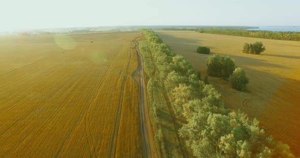 UHD  Aerial View. Low Flight Over Green and Yellow Wheat Rural Field and Tree Line