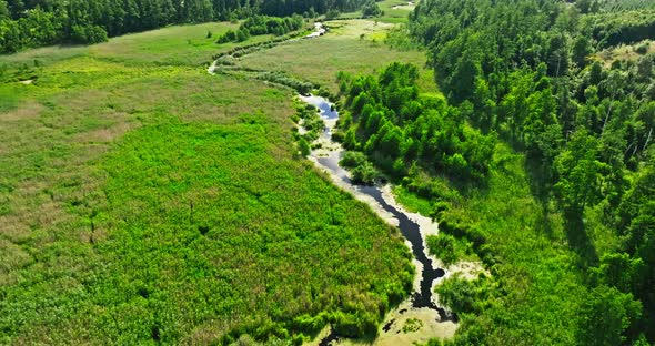 River among the swamp and forest. Aerial view of nature