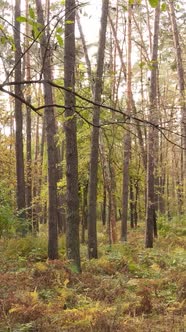 Vertical Video Autumn Forest By Day