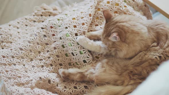Cute Ginger Cat Licking on Beige Knitted Fabric. Fluffy Pet in Cozy Home.