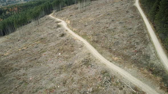 Drone View Of Forest Logging Road In Pacific Northwest Clear Cutting