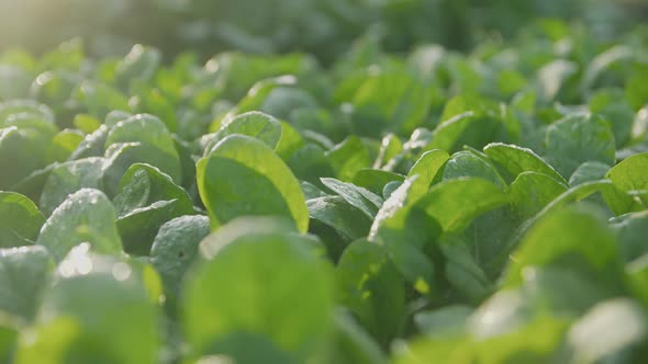 Fresh Green Spinach Leaves Growing On Field