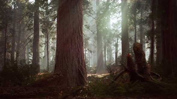 Giant Sequoias in the Giant Forest Grove in the Sequoia National Park