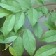 Swaying Wrightia Religiosa Leaf - VideoHive Item for Sale