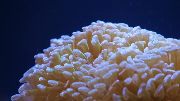 Euphyllia  Large-polyped Stony Coral.