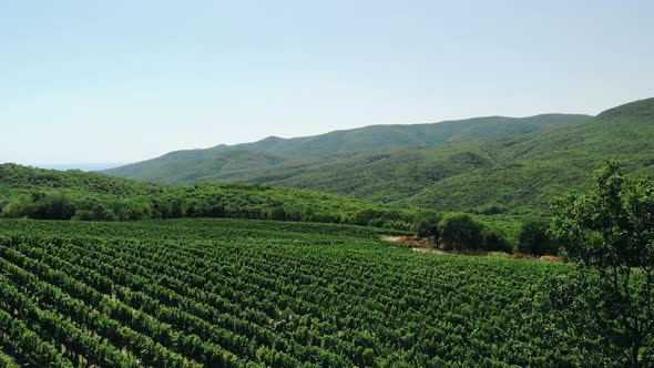 Aerial Shot of Large Vineyard Fields Among the Mountains. A Beautiful Footage of Fields of Rural