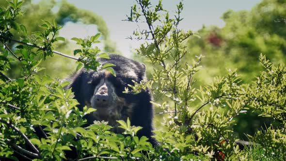 Black Bear Grazing In The Bushes