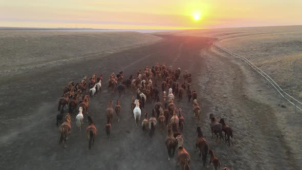 Wild Horses Running