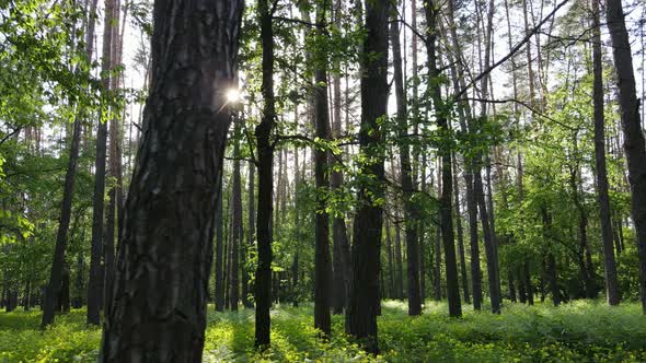 Wild Forest Landscape on a Summer Day