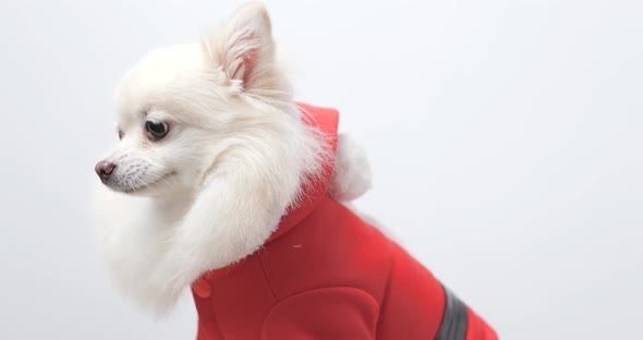 White pomeranian  wear santa claus costume for Christmas