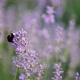 Close Up of One Honey Bee Flying Around Lavander Flowers Bee Collecting Nectar Pollen on Spring - VideoHive Item for Sale