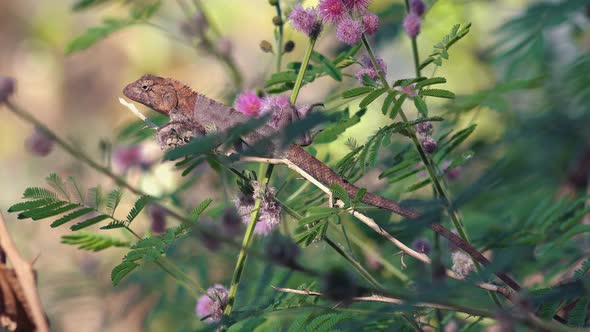 Large Lizard Resting on a Branch amongst the Flowers in the Sunshine