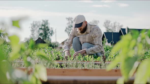 Man Working with Young Vegetable Beds in Garden on a Sunny Day